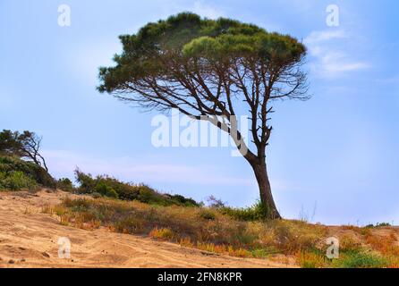 Windgepeitschte Kiefer mit Stamm, der zur Seite gelehnt ist Eine Küstensanddüne gegen einen sonnigen blauen Himmel mit Copyspace Stockfoto