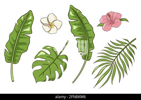 Monstera, Palmen- und Bananenwaldblätter, Hibiskus- und Plumeria-Blüten, grünes exotisches Laub, botanisches Dekorationsset in der Natur. Botanische Elemente für Logo, Kosmetik, Spa, Kosmetikprodukte Stock Vektor