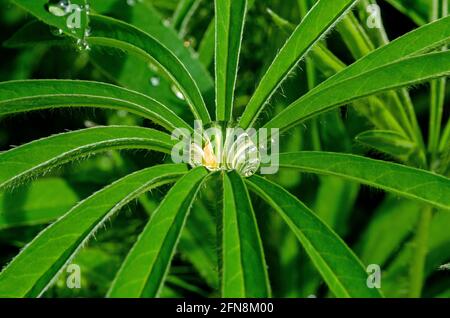 Regentropfen auf Lupinenblättern Stockfoto