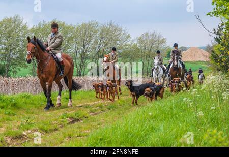 Sleaford, Lincolnshire, Großbritannien. Mai 2021. Das letzte Treffen der Saison für die Cranwell-Bluthunde war eine Hundeübung, angeführt von Joint Master Wendy Broughton MH und dem Huntsman Frank Goddard, als sie und ihre Anhänger dem Regen auswichen. Quelle: Matt Limb OBE/Alamy Live News Stockfoto