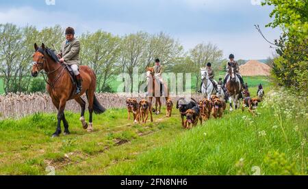 Sleaford, Lincolnshire, Großbritannien. Mai 2021. Das letzte Treffen der Saison für die Cranwell-Bluthunde war eine Hundeübung, angeführt von Joint Master Wendy Broughton MH und dem Huntsman Frank Goddard, als sie und ihre Anhänger dem Regen auswichen. Quelle: Matt Limb OBE/Alamy Live News Stockfoto