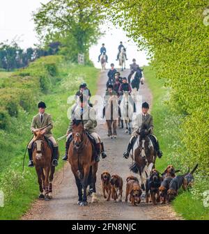 Sleaford, Lincolnshire, Großbritannien. Mai 2021. Das letzte Treffen der Saison für die Cranwell-Bluthunde war eine Hundeübung, angeführt von Joint Master Wendy Broughton MH und dem Huntsman Frank Goddard, als sie und ihre Anhänger dem Regen auswichen. Quelle: Matt Limb OBE/Alamy Live News Stockfoto