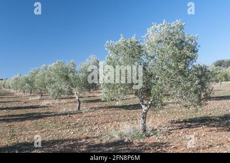 Feld von Oliven- und Korkbäumen in Sevilla, Andalusien während des Tages Stockfoto