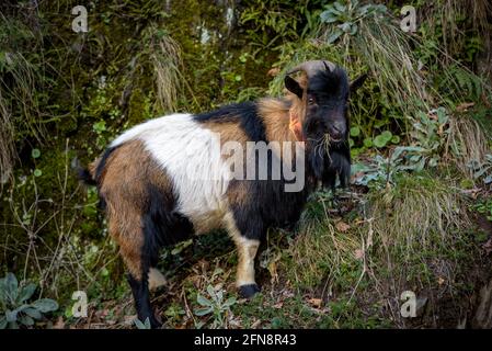 Ziegen weiden im Toran-Tal (Aran-Tal, Katalonien, Spanien, Pyrenäen) ESP: Cabras pastando en el Valle de Torán, Valle de Arán, Cataluña, España Stockfoto
