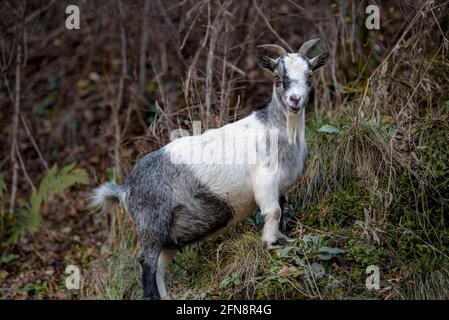 Ziegen weiden im Toran-Tal (Aran-Tal, Katalonien, Spanien, Pyrenäen) ESP: Cabras pastando en el Valle de Torán, Valle de Arán, Cataluña, España Stockfoto