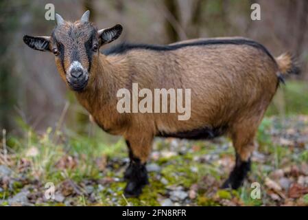 Ziegen weiden im Toran-Tal (Aran-Tal, Katalonien, Spanien, Pyrenäen) ESP: Cabras pastando en el Valle de Torán, Valle de Arán, Cataluña, España Stockfoto