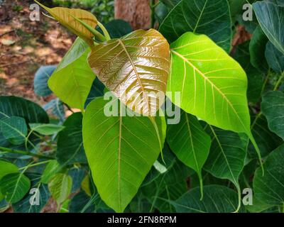 Peepal Baum Blatt in schön verschwommen Hintergrund Heilpflanze ficus Religiosa Stockfoto