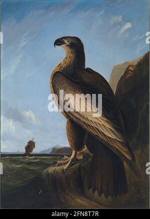 Washington Sea Eagle, ca. 1836-1839. Stockfoto