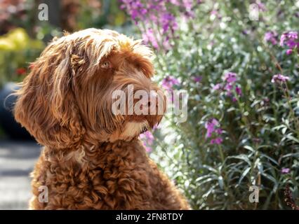 Labradoodle Hund vor Blumen. Teilansicht einer niedlichen, lockigen Aprikosen-Hündin, die im Vorgarten sitzt und etwas ansieht. Selektiver Fokus auf den hea Stockfoto