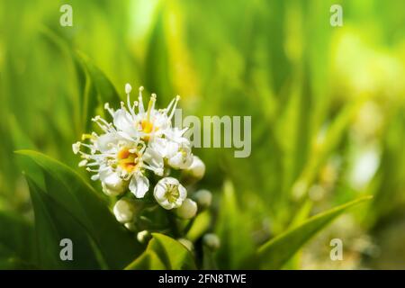 Kirschbaumstrauch in voller Blüte, Makro. Atemberaubende Nahaufnahme von Trauben weißer Blumen und Knospen mit Blütenblättern und Staubgefäßen im Frühling. Selektiver Fokus auf Flo Stockfoto