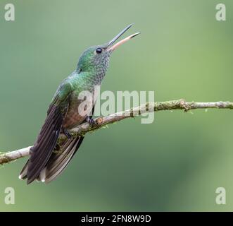 Schuppige-breasted Kolibri (Phaeochroa cuvierii) ist ein Zentral- und Südamerikanischen Kolibri, reicht von Guatemala zu Norden Kolumbiens Stockfoto