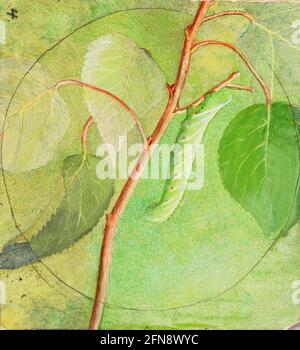 Sphinx Caterpillar, Studie für Buch Verheimlichung Färbung in der Animal Kingdom, n.d. Stockfoto