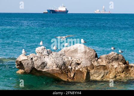 Der Blick auf acht Möwen auf Felsen und Frachtschiffe der Insel Grand Bahama im Hintergrund. Stockfoto