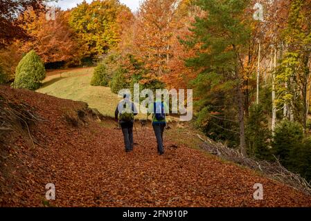 Pfad zwischen dem Buchenwald an der Nordwand der Serra de Milany, im Herbst (Ripollès, Katalonien, Spanien, Pyrenäen) ESP: Senda entre el hayedo otoñal Stockfoto