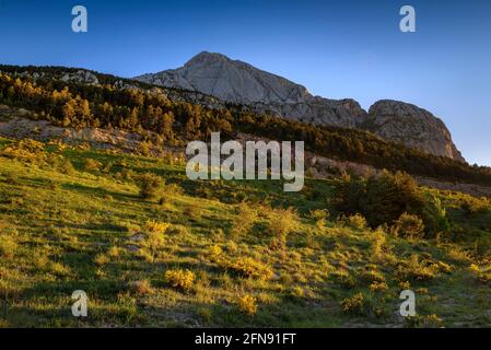 Pedraforca Südwand von Coll de Jou mit Kühen auf den Wiesen der alten Saldes Minen (Berguedà, Katalonien, Spanien, Pyrenäen) Stockfoto