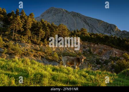 Pedraforca Südwand von Coll de Jou mit Kühen auf den Wiesen der alten Saldes Minen (Berguedà, Katalonien, Spanien, Pyrenäen) Stockfoto