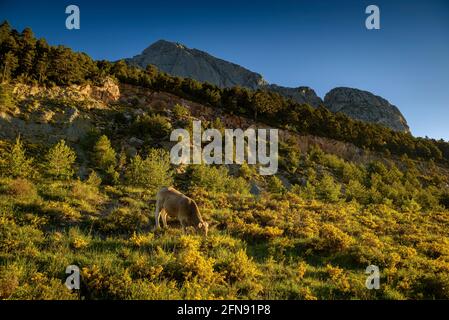 Pedraforca Südwand von Coll de Jou mit Kühen auf den Wiesen der alten Saldes Minen (Berguedà, Katalonien, Spanien, Pyrenäen) Stockfoto