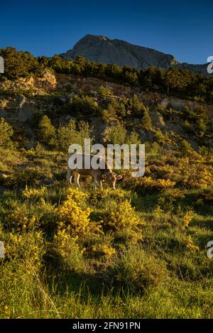 Pedraforca Südwand von Coll de Jou mit Kühen auf den Wiesen der alten Saldes Minen (Berguedà, Katalonien, Spanien, Pyrenäen) Stockfoto