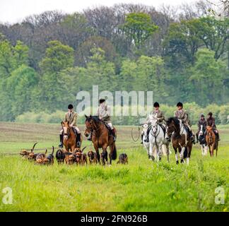 Sleaford, Lincolnshire, Großbritannien. Mai 2021. Das letzte Treffen der Saison für die Cranwell-Bluthunde war eine Hundeübung, angeführt von Joint Master Wendy Broughton MH und dem Huntsman Frank Goddard, als sie und ihre Anhänger dem Regen auswichen. Quelle: Matt Limb OBE/Alamy Live News Stockfoto