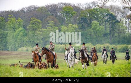 Sleaford, Lincolnshire, Großbritannien. Mai 2021. Das letzte Treffen der Saison für die Cranwell-Bluthunde war eine Hundeübung, angeführt von Joint Master Wendy Broughton MH und dem Huntsman Frank Goddard, als sie und ihre Anhänger dem Regen auswichen. Quelle: Matt Limb OBE/Alamy Live News Stockfoto