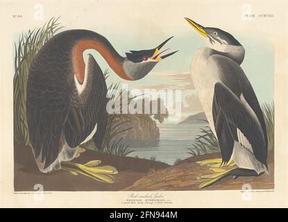 Rothalsgrebe, 1836. Stockfoto