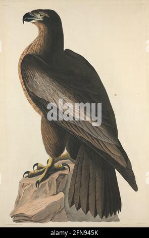 Der Vogel von Washington oder der große amerikanische Seeadler, 1827. Stockfoto