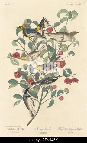 Audubon's Warbler, Hermitsänger und Schwarzkehliger Grausänger, 1837. Stockfoto