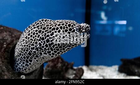 Gymnothorax favagineus oder geschnürte Muränen, die aus ihrem Wasser schwimmen Versteck Stockfoto