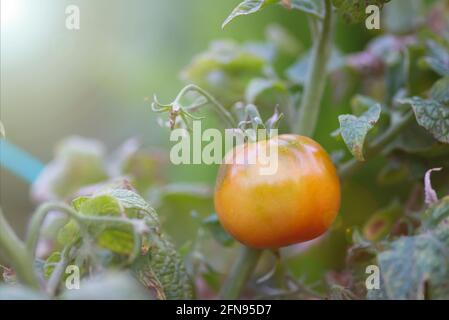 Frische Tomaten sind noch nicht reif und hängen noch an der Rebe Von einem Tomatenbaum im Garten Stockfoto