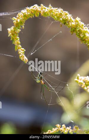 Nahaufnahme einer großen aufgestachelten bunten Spinne auf einem Spinnennetz Stockfoto