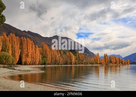 Lake Wanaka, Neuseeland, im Herbst. Das Ufer des Sees ist von Pappeln mit hellem Herbstlaub umgeben Stockfoto