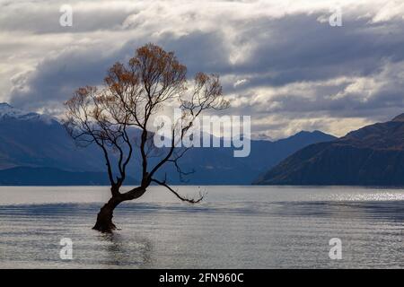 Die berühmte einone Weide wächst in Lake Wanaka, Neuseeland, mit seinem herbstlichen Laub. Im Hintergrund sind die Berge der Südalpen zu sehen Stockfoto