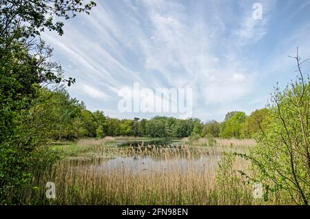 Tenellaplas-See in den Dünen bei Rockanje auf der Insel Voorne, Niederlande, unter blauem Himmel mit freundlichen Wolken an einem Tag im Frühling Stockfoto