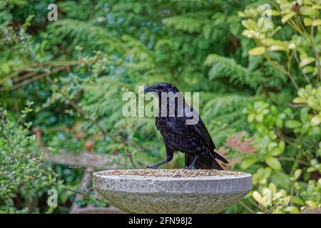 Rabe, Corvus corax, sitzend auf einem Steinvogeltisch während der Fütterung in einem Garten in Surrey, Südostengland im Frühjahr (einheimischer Wohnsitz) Stockfoto