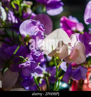 Violette, rosa und weiße, stark duftende, süße Erbsen (Lathyrus odoratus) in Blumenarrangements, die in einem Garten in Surrey, Südostengland, angebaut werden Stockfoto