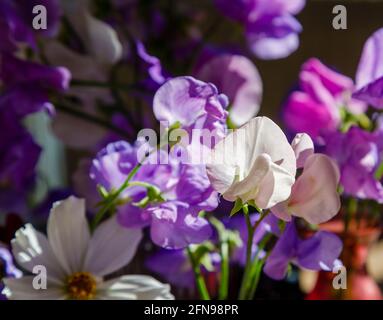 Violette, rosa und weiße, stark duftende, süße Erbsen (Lathyrus odoratus) in Blumenarrangements, die in einem Garten in Surrey, Südostengland, angebaut werden Stockfoto