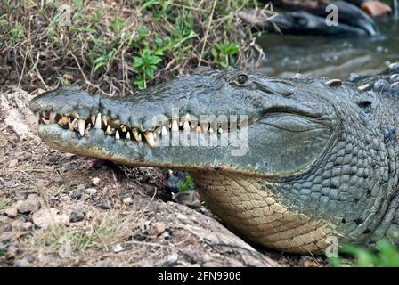 Coiba Island, Panama, Amerikanisches Krokodil (Crocodylus acutes) Stockfoto