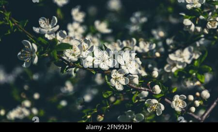 Frühlingsbaumblüte in dunkelgrünen Blautönen für florale Hintergrund Stockfoto