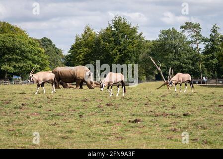 Nashörner im Savannah-Stil großer Zoo-Enklisure Stockfoto