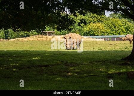 Nashörner im Savannah-Stil großer Zoo-Enklisure Stockfoto