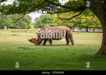 Nashörner im Savannah-Stil großer Zoo-Enklisure Stockfoto