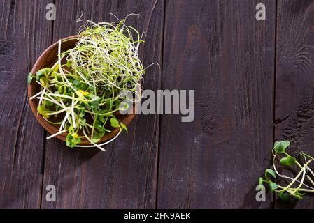 Microgreens in Holzschale. Junge Pflanzen, Sämlinge und Sprossen. Stockfoto
