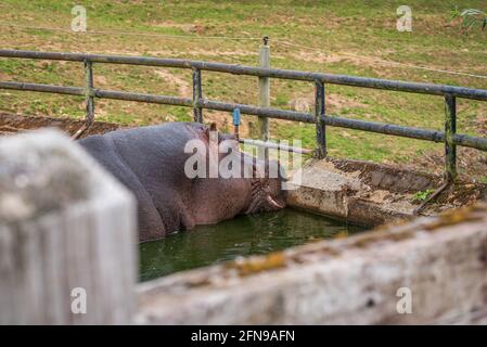 Flusspferde im Wasser innerhalb des Zoogeheges Stockfoto