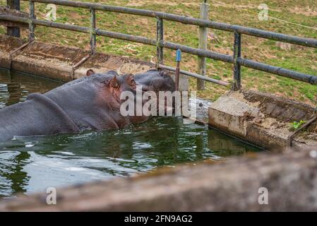 Flusspferde im Wasser innerhalb des Zoogeheges Stockfoto