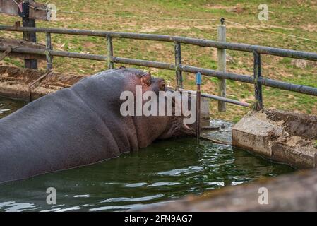 Flusspferde im Wasser innerhalb des Zoogeheges Stockfoto