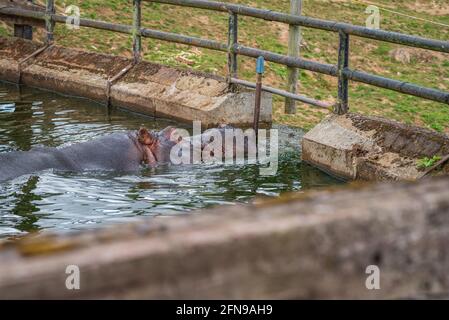 Flusspferde im Wasser innerhalb des Zoogeheges Stockfoto