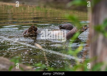 Flusspferde im Wasser innerhalb des Zoogeheges Stockfoto