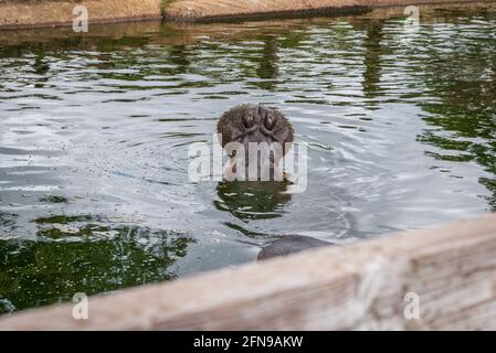 Flusspferde im Wasser innerhalb des Zoogeheges Stockfoto