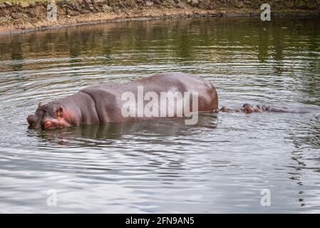 Flusspferde im Wasser innerhalb des Zoogeheges Stockfoto