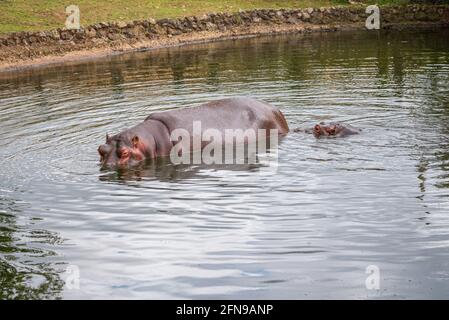 Flusspferde im Wasser innerhalb des Zoogeheges Stockfoto